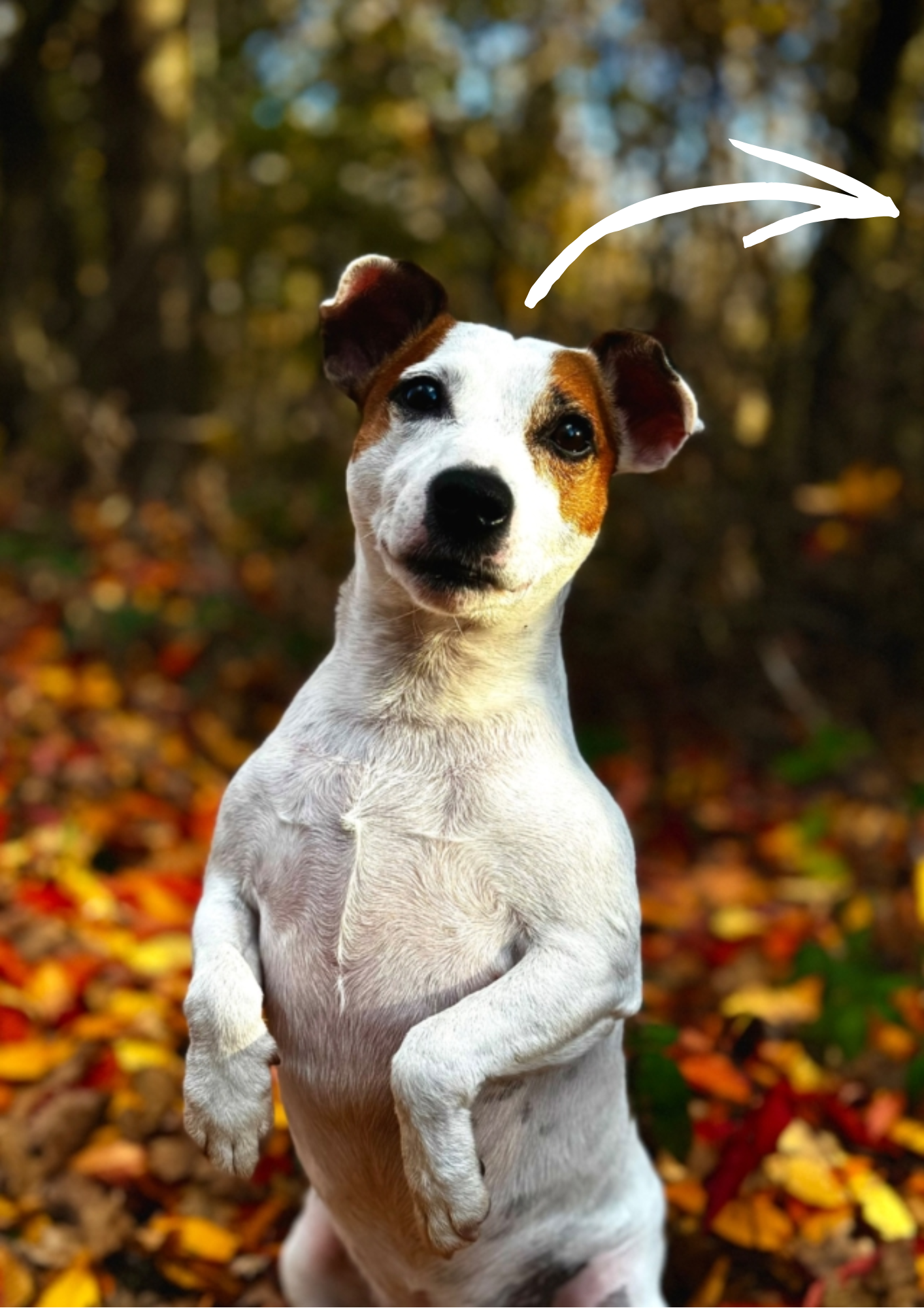 PetDraw™ Digitális Kisállatportré