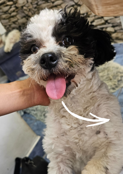 PetDraw™ Digitális Kisállatportré